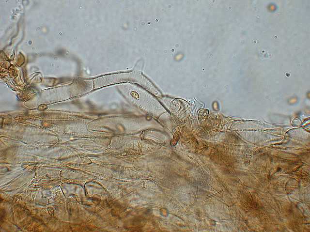 Galerina lillipuziana